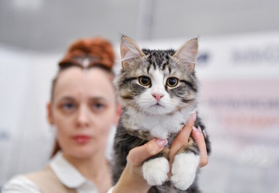 Международная выставка кошек SPRING CAT SHOW в "Крокус Сити Холле"