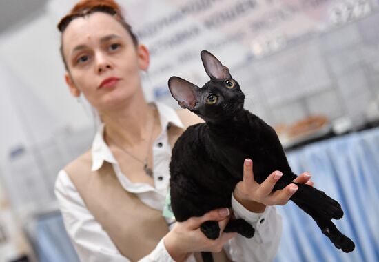 Международная выставка кошек SPRING CAT SHOW в "Крокус Сити Холле"