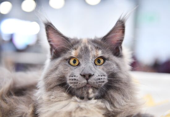 Международная выставка кошек SPRING CAT SHOW в "Крокус Сити Холле"