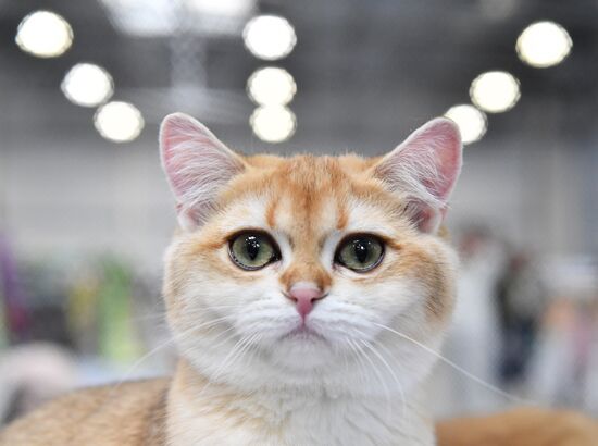 Международная выставка кошек SPRING CAT SHOW в "Крокус Сити Холле"