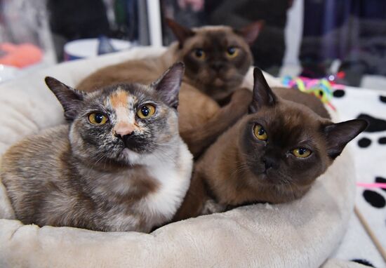 Международная выставка кошек SPRING CAT SHOW в "Крокус Сити Холле"
