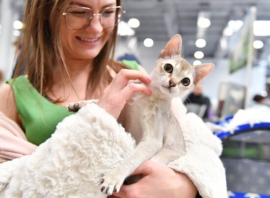 Международная выставка кошек SPRING CAT SHOW в "Крокус Сити Холле"