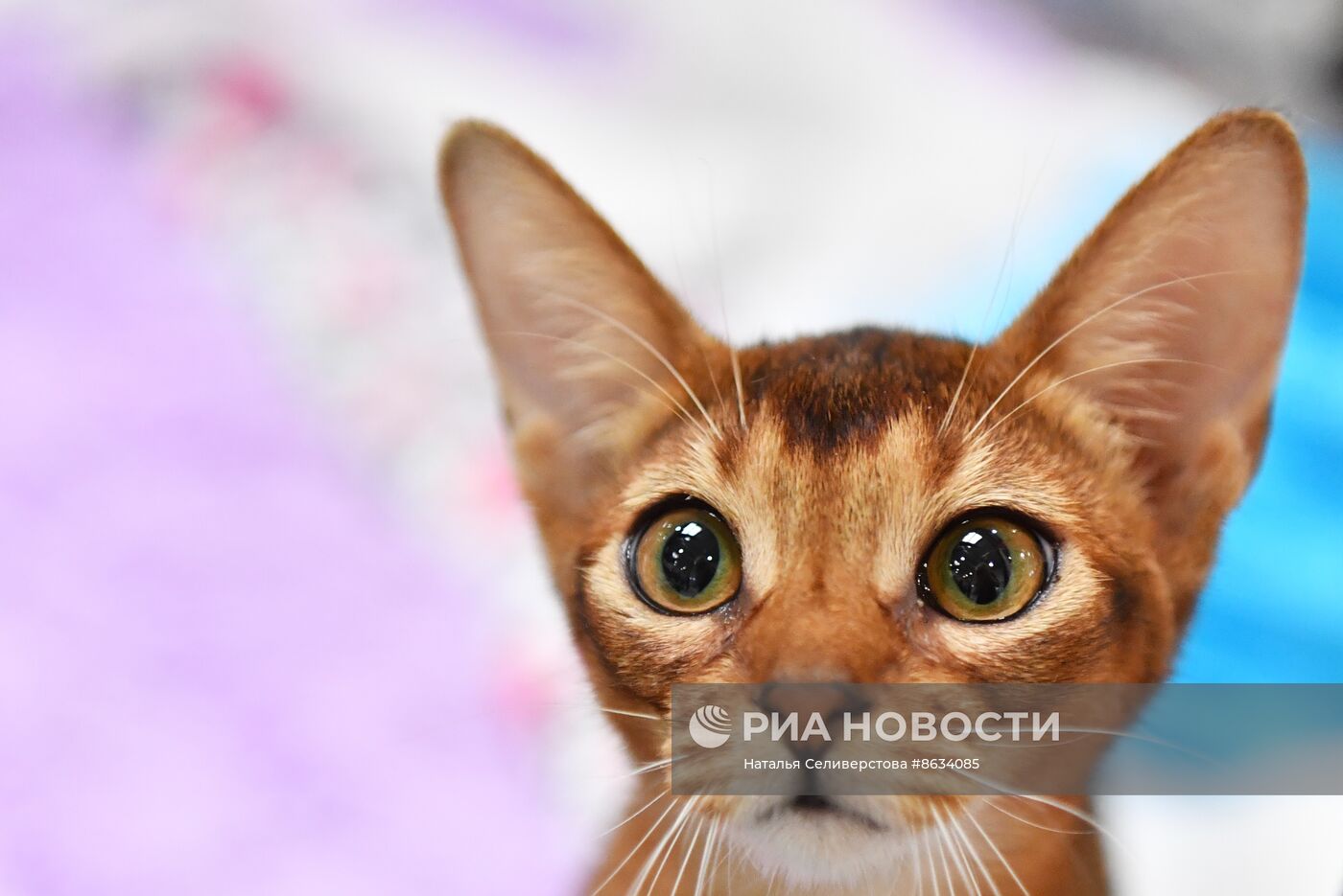 Международная выставка кошек SPRING CAT SHOW в "Крокус Сити Холле"