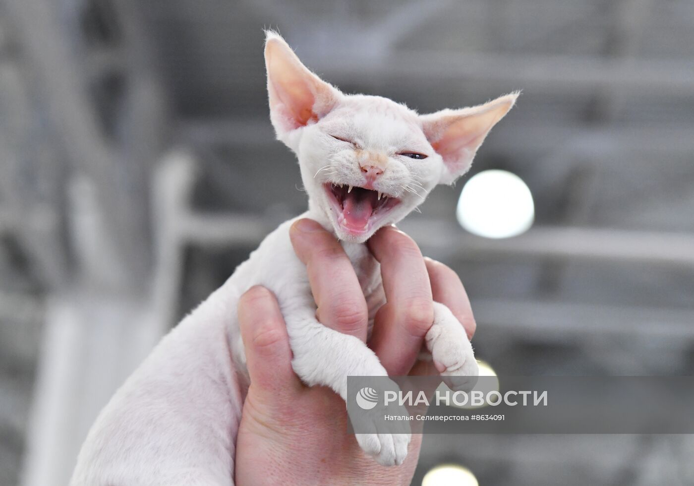 Международная выставка кошек SPRING CAT SHOW в "Крокус Сити Холле"
