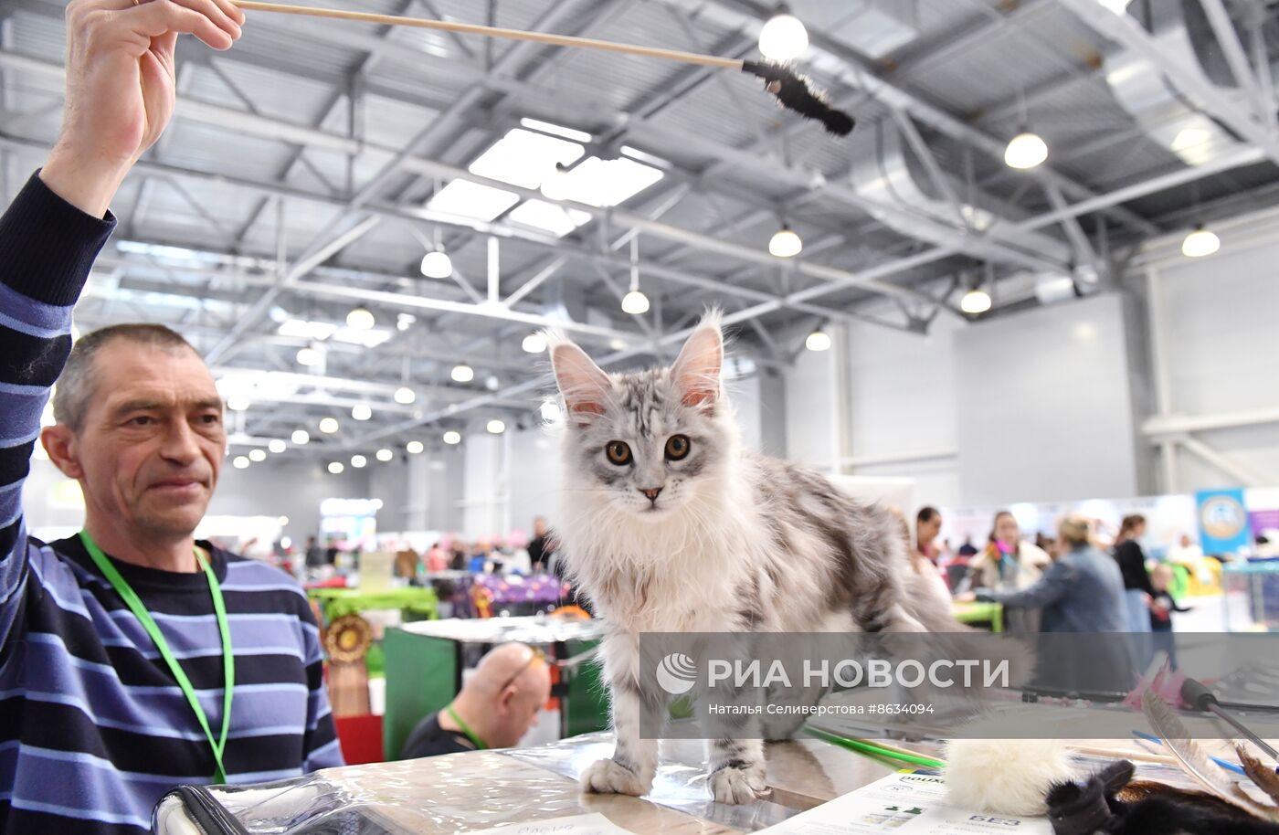 Международная выставка кошек SPRING CAT SHOW в "Крокус Сити Холле"