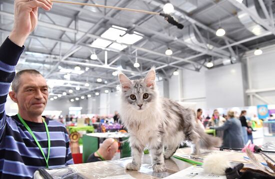 Международная выставка кошек SPRING CAT SHOW в "Крокус Сити Холле"