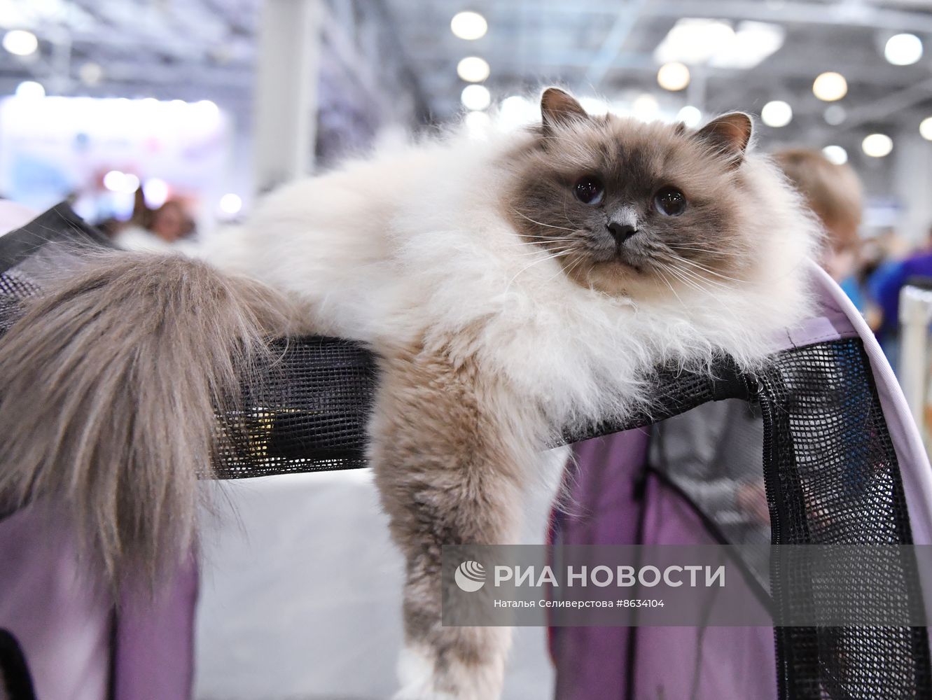 Международная выставка кошек SPRING CAT SHOW в "Крокус Сити Холле"