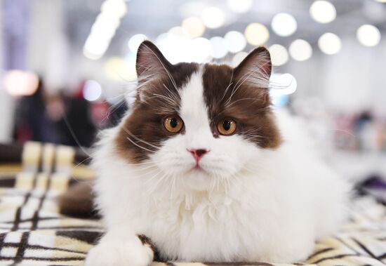 Международная выставка кошек SPRING CAT SHOW в "Крокус Сити Холле"