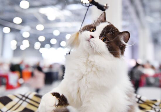 Международная выставка кошек SPRING CAT SHOW в "Крокус Сити Холле"