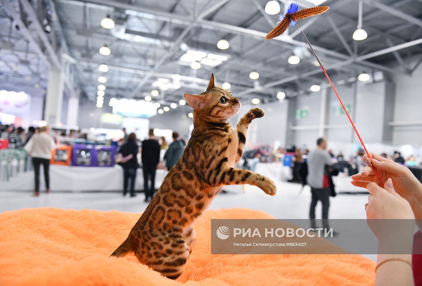 Международная выставка кошек SPRING CAT SHOW в "Крокус Сити Холле"