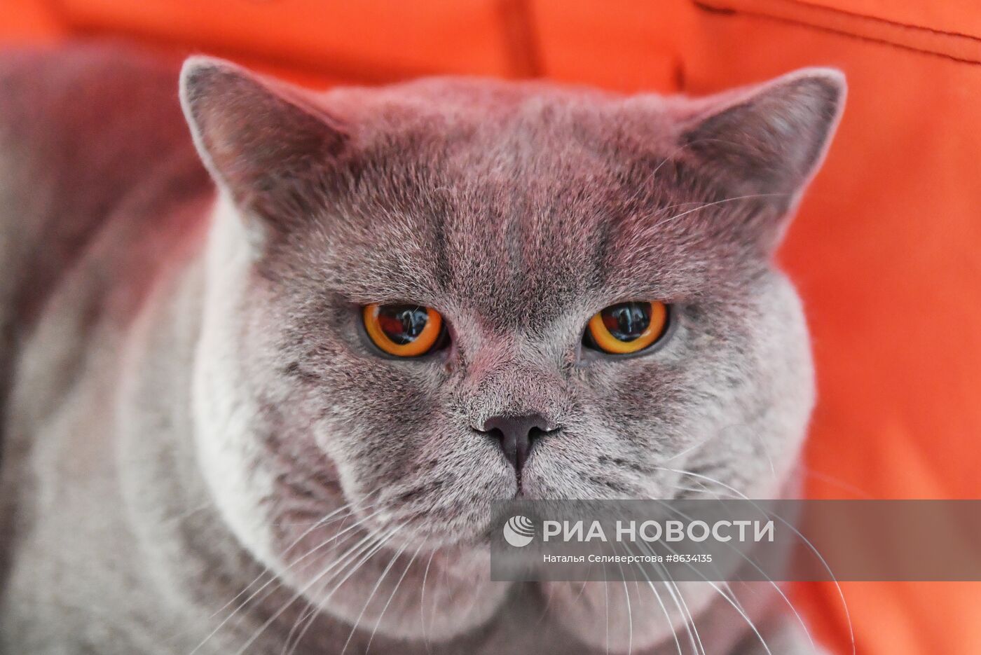 Международная выставка кошек SPRING CAT SHOW в "Крокус Сити Холле"