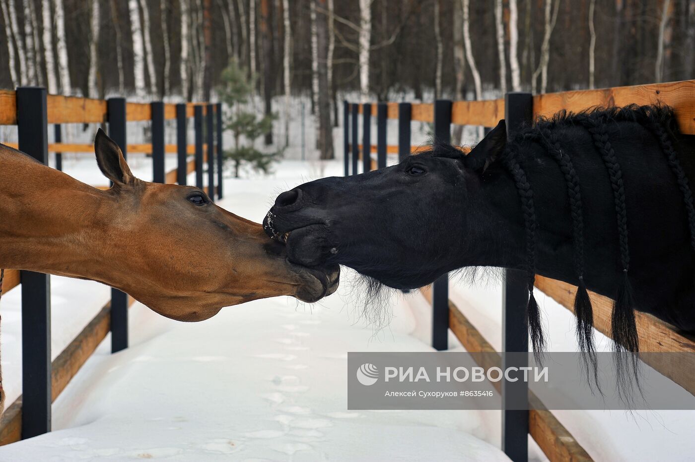 Работа конной усадьбы "Путь" в Тамбовской области