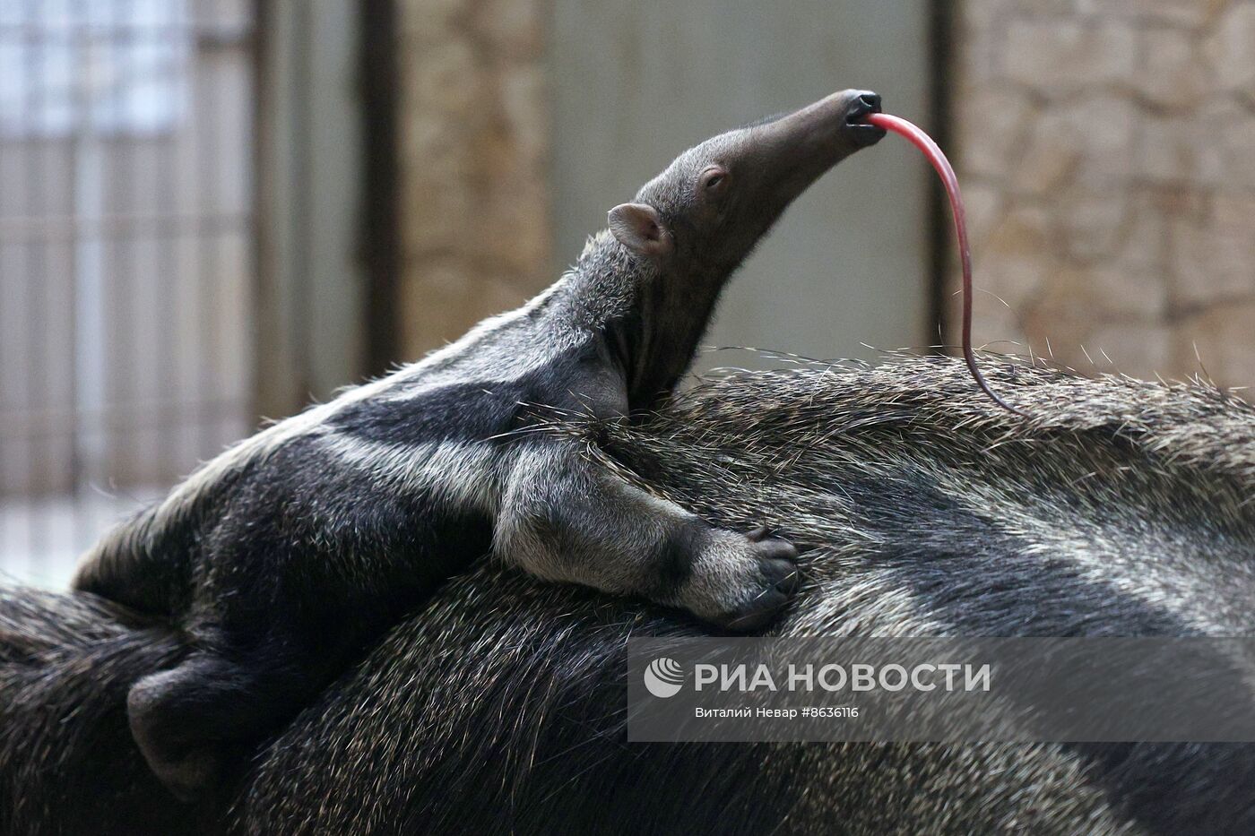 В Калининградском зоопарке родился детеныш гигантского муравьеда