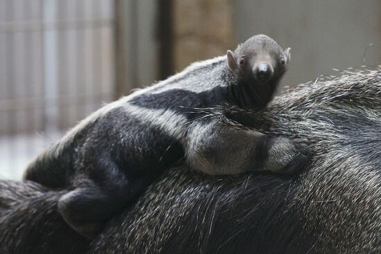 В Калининградском зоопарке родился детеныш гигантского муравьеда