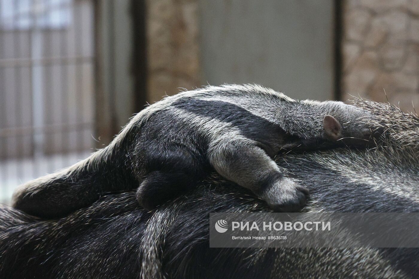 В Калининградском зоопарке родился детеныш гигантского муравьеда