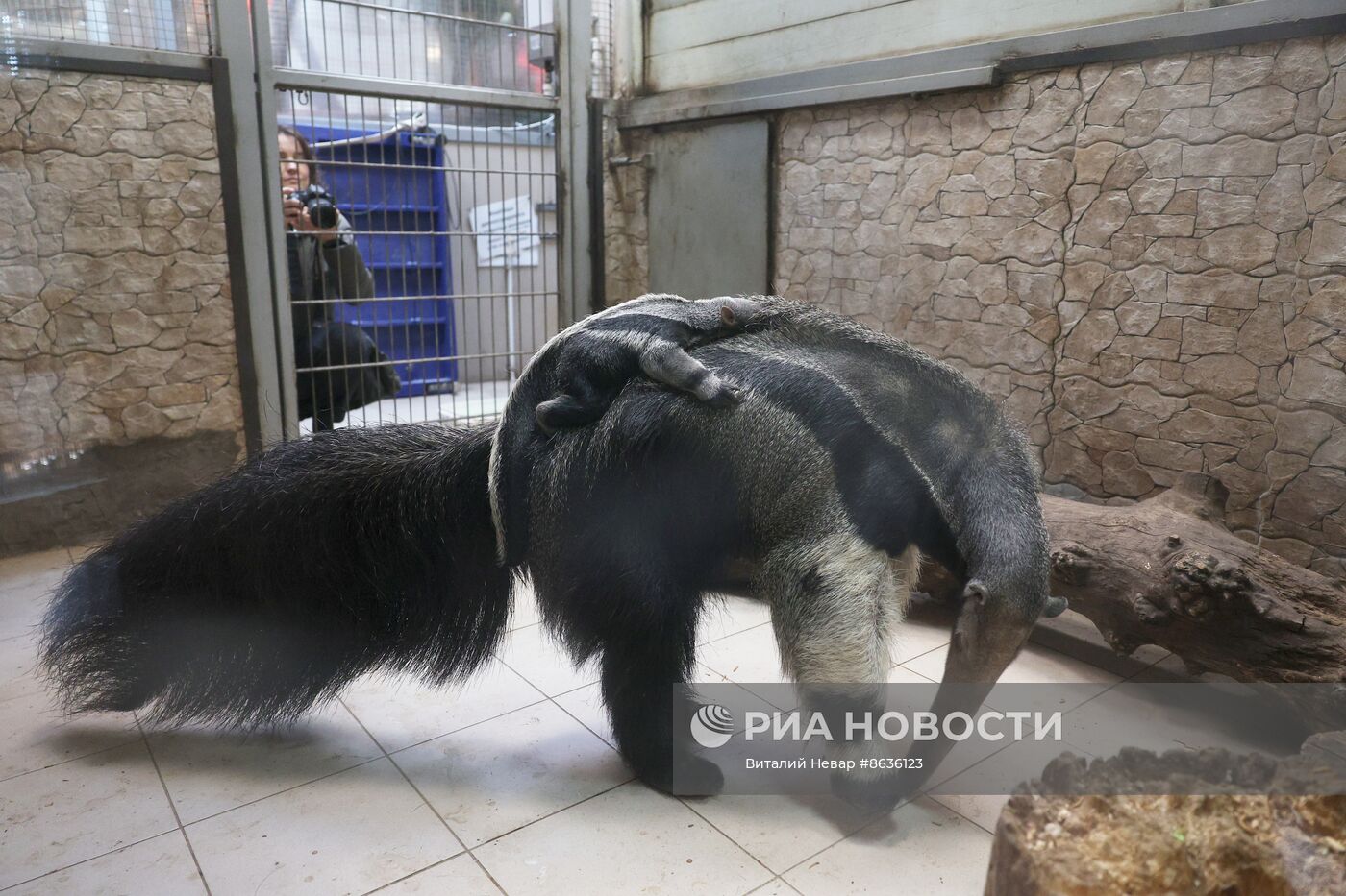 В Калининградском зоопарке родился детеныш гигантского муравьеда
