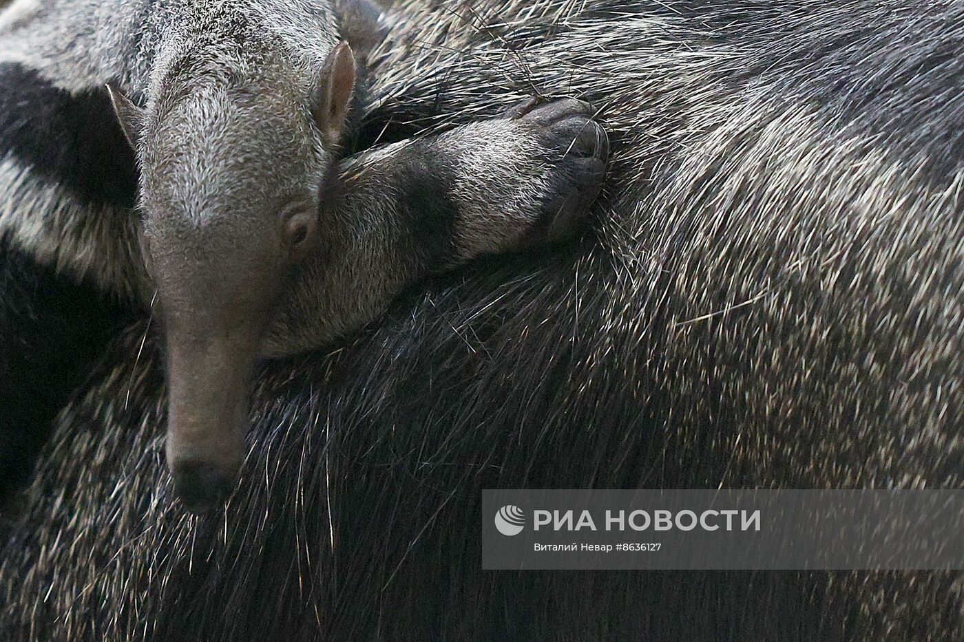 В Калининградском зоопарке родился детеныш гигантского муравьеда