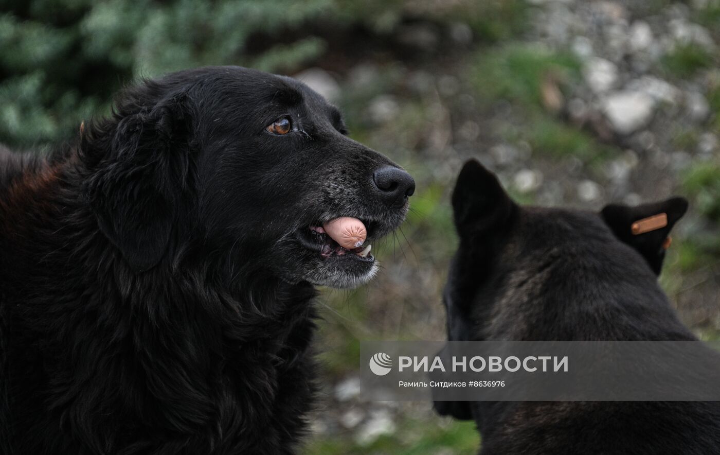 Бездомные собаки в Сочи