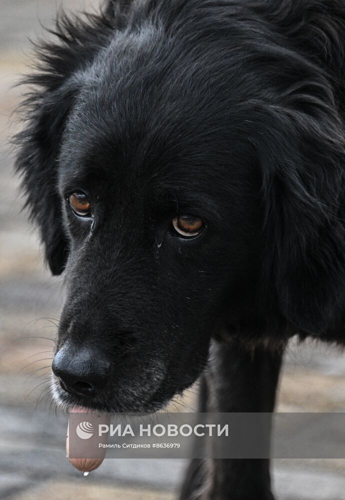 Бездомные собаки в Сочи