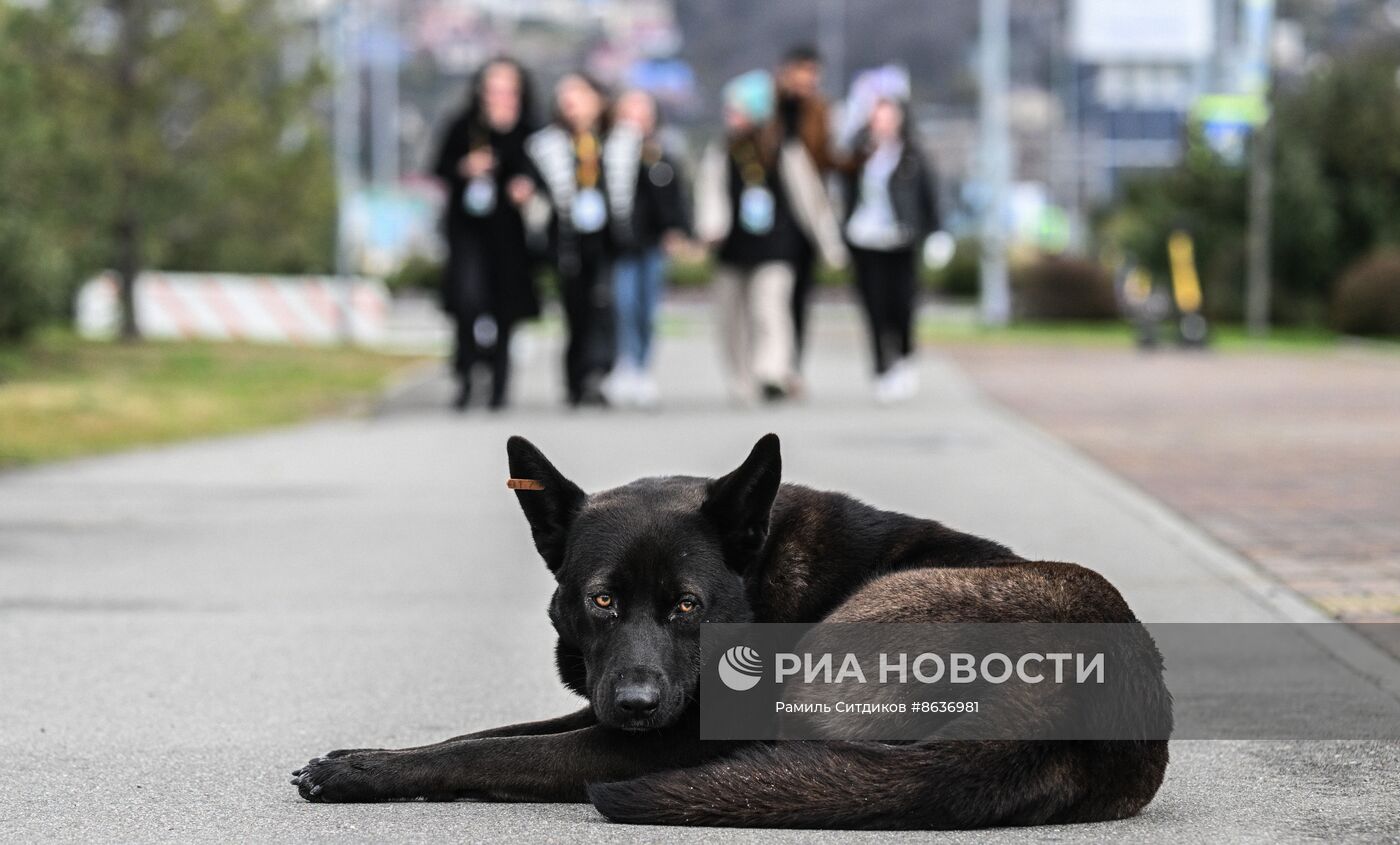 Бездомные собаки в Сочи
