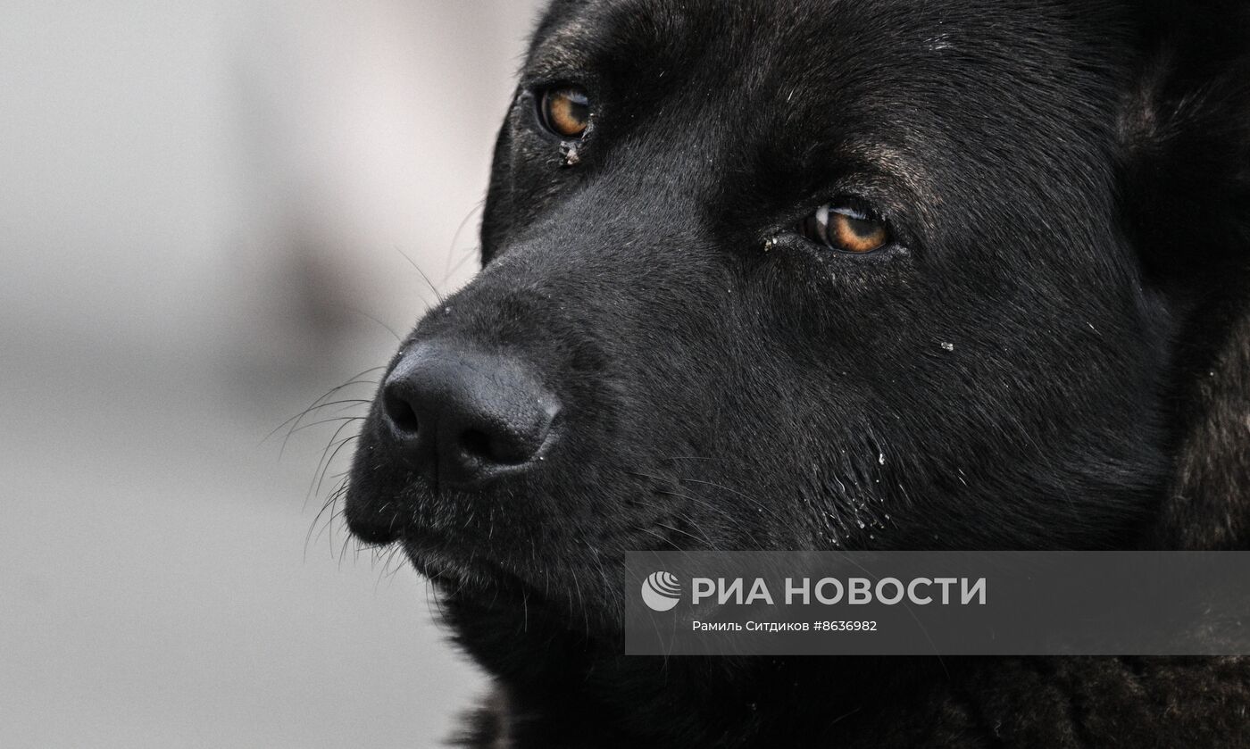 Бездомные собаки в Сочи