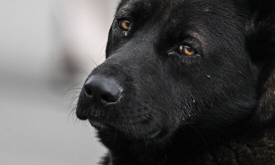 Бездомные собаки в Сочи