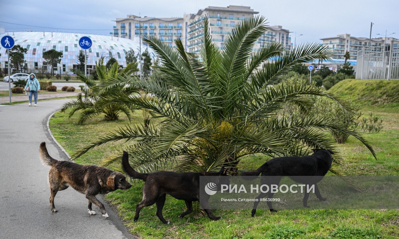 Бездомные собаки в Сочи