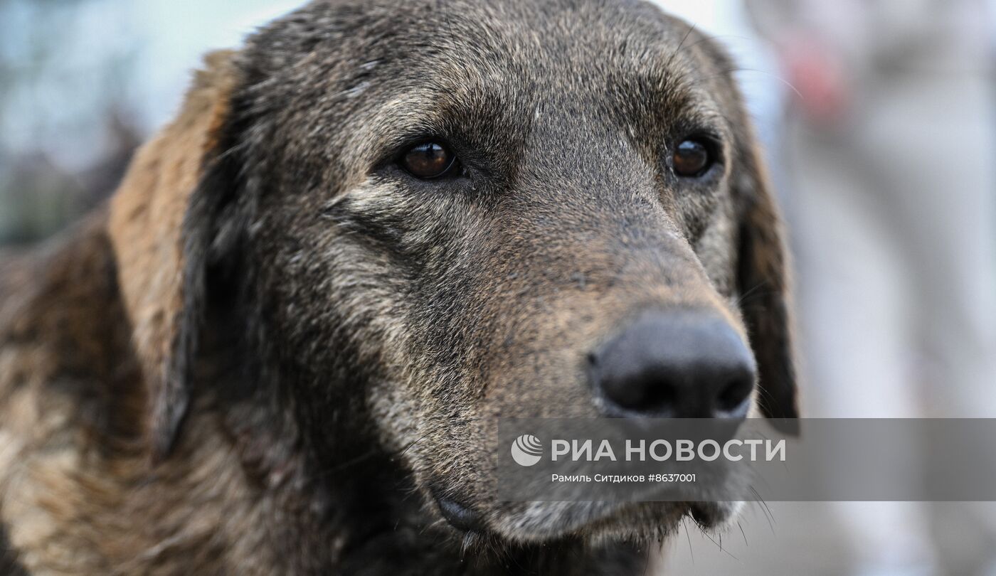 Бездомные собаки в Сочи