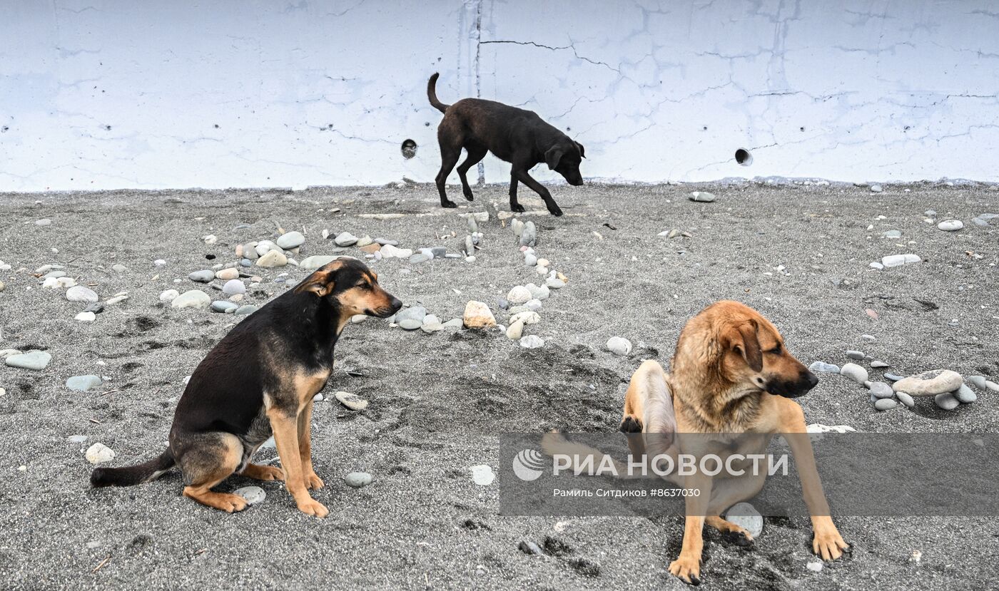 Бездомные собаки в Сочи