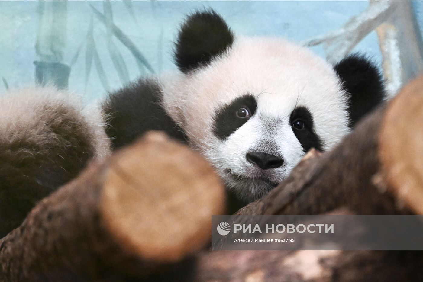 Панда Катюша из Московского зоопарка вышла в большой вольер