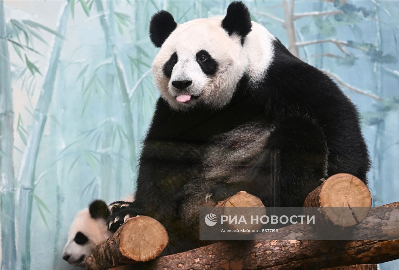 Панда Катюша из Московского зоопарка вышла в большой вольер