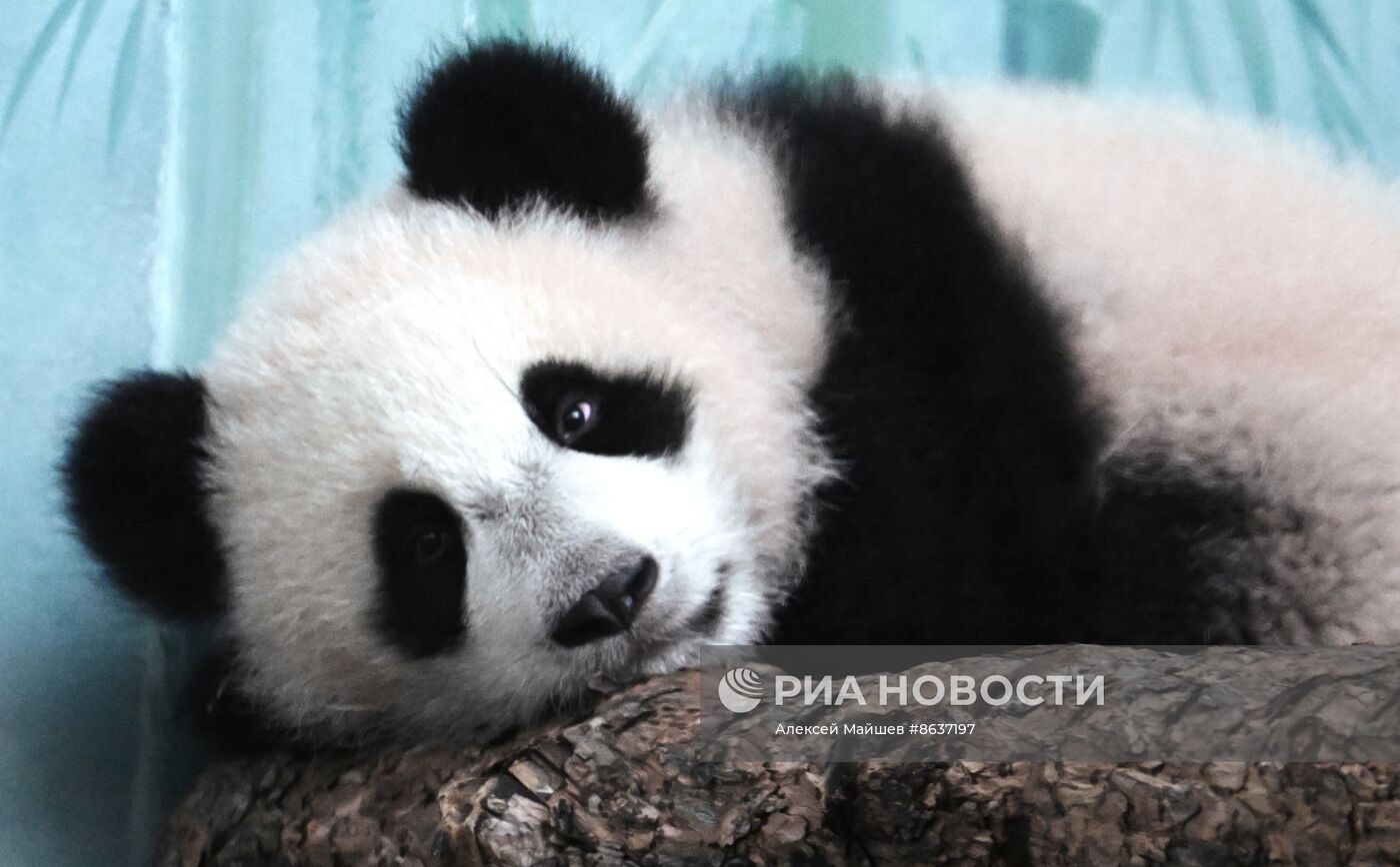 Панда Катюша из Московского зоопарка вышла в большой вольер