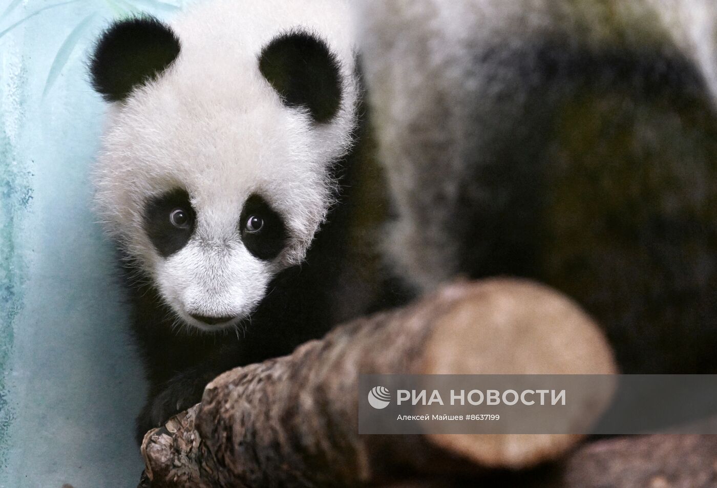 Панда Катюша из Московского зоопарка вышла в большой вольер