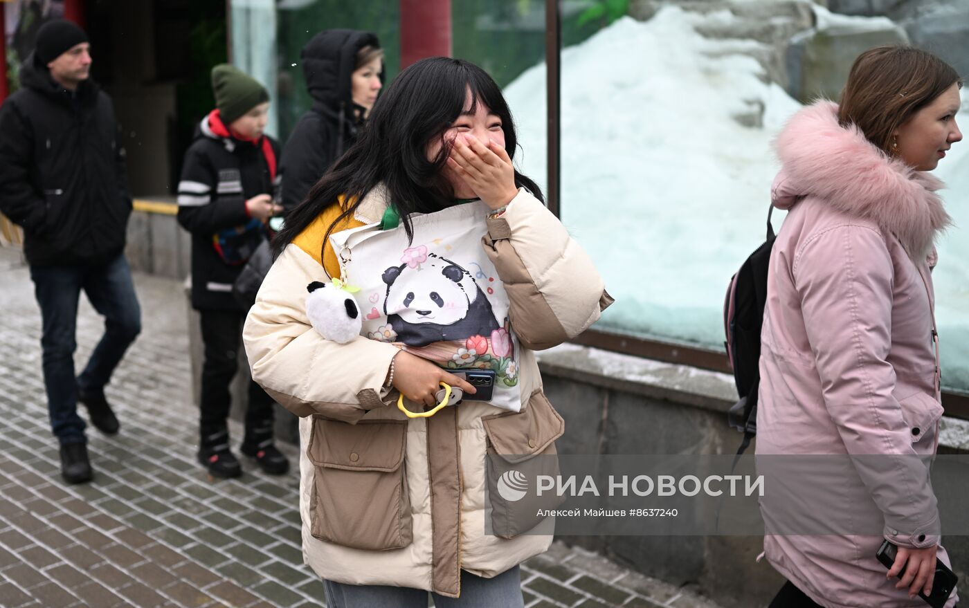 Панда Катюша из Московского зоопарка вышла в большой вольер