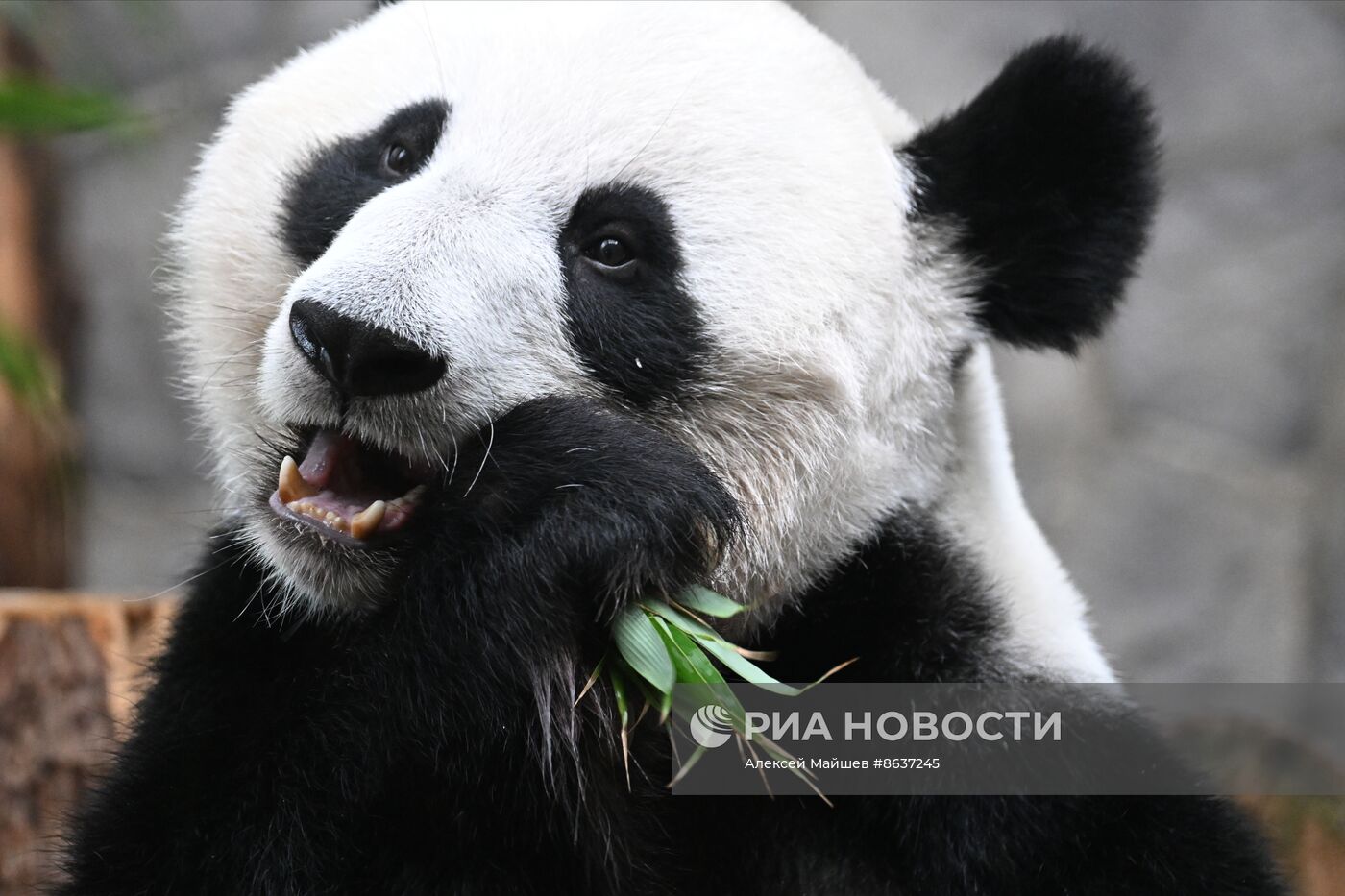 Панда Катюша из Московского зоопарка вышла в большой вольер