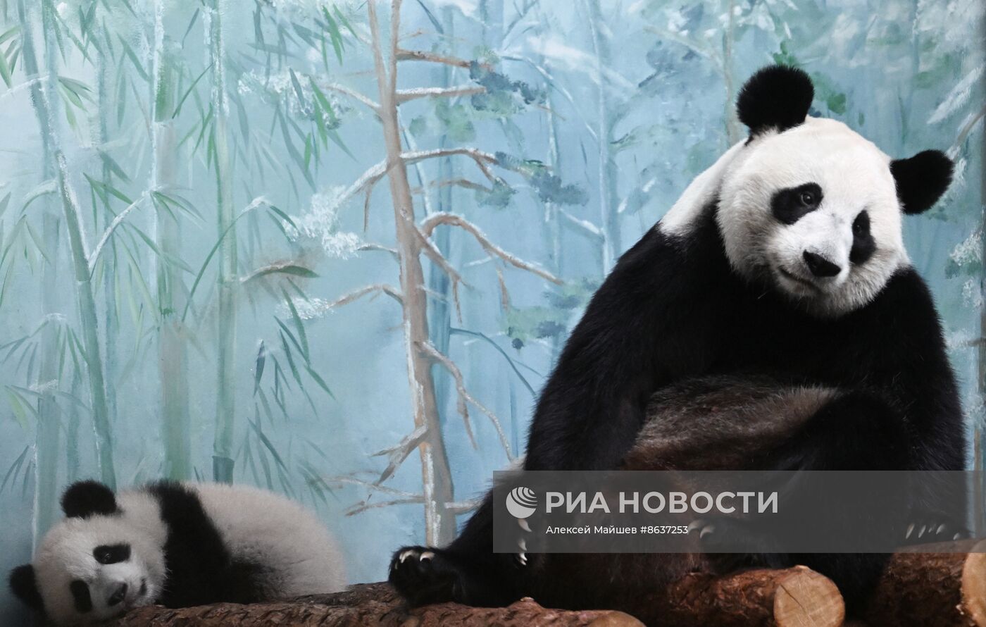 Панда Катюша из Московского зоопарка вышла в большой вольер