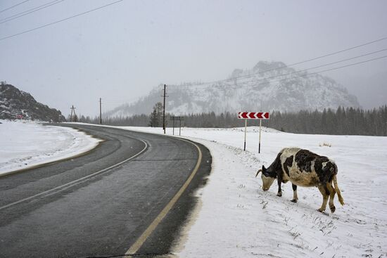 Регионы России. Республика Алтай