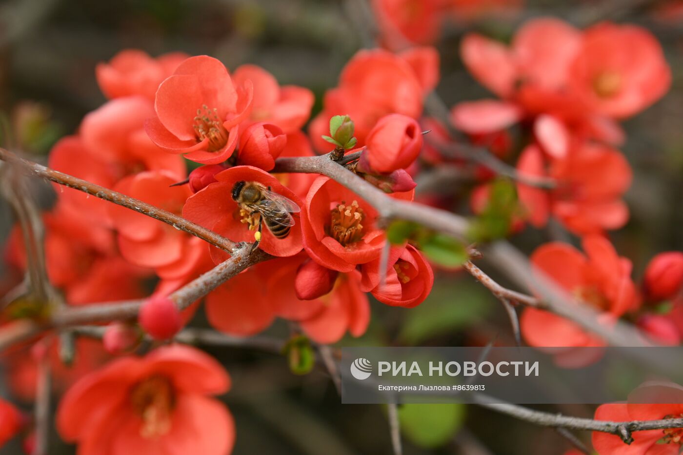 Цветение весенних растений в Сочи