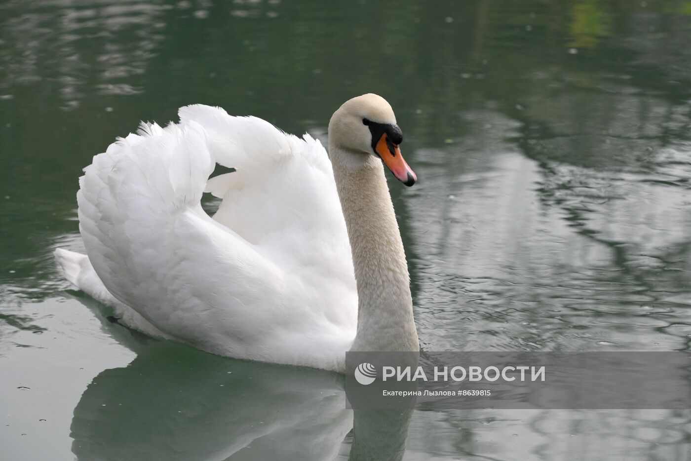 Цветение весенних растений в Сочи