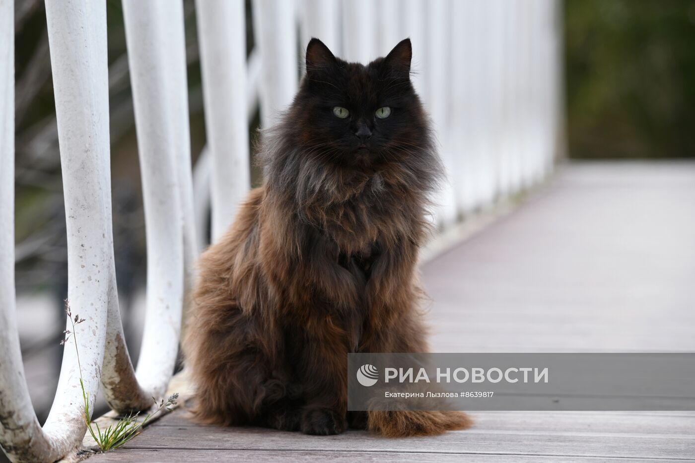 Цветение весенних растений в Сочи