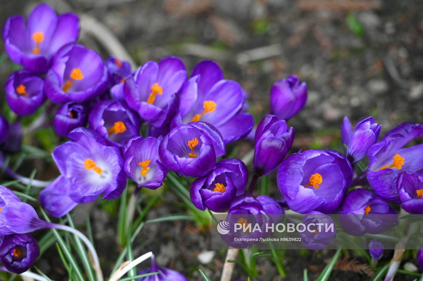 Цветение весенних растений в Сочи