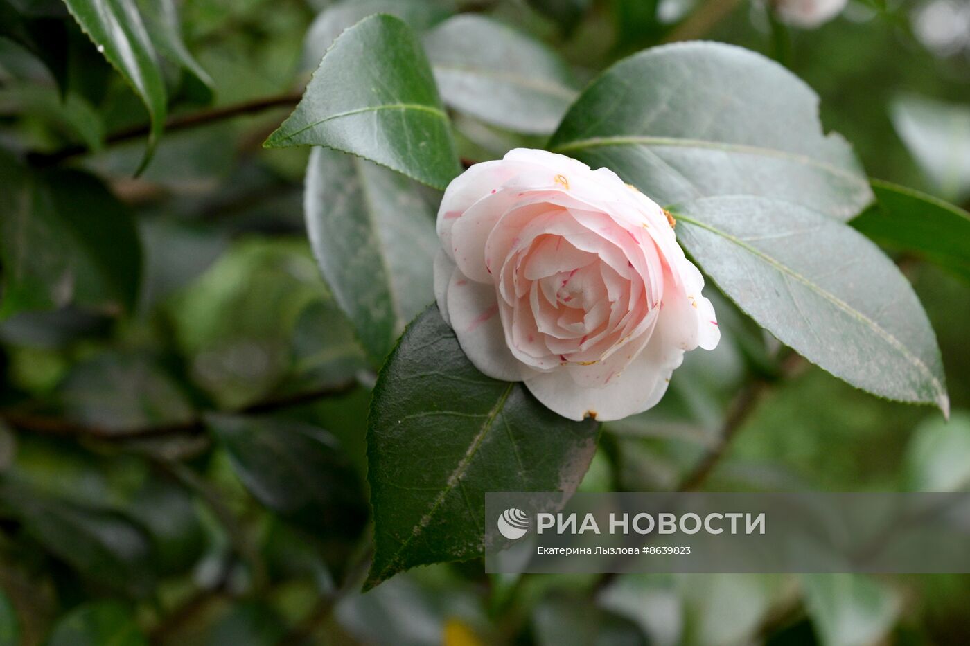 Цветение весенних растений в Сочи