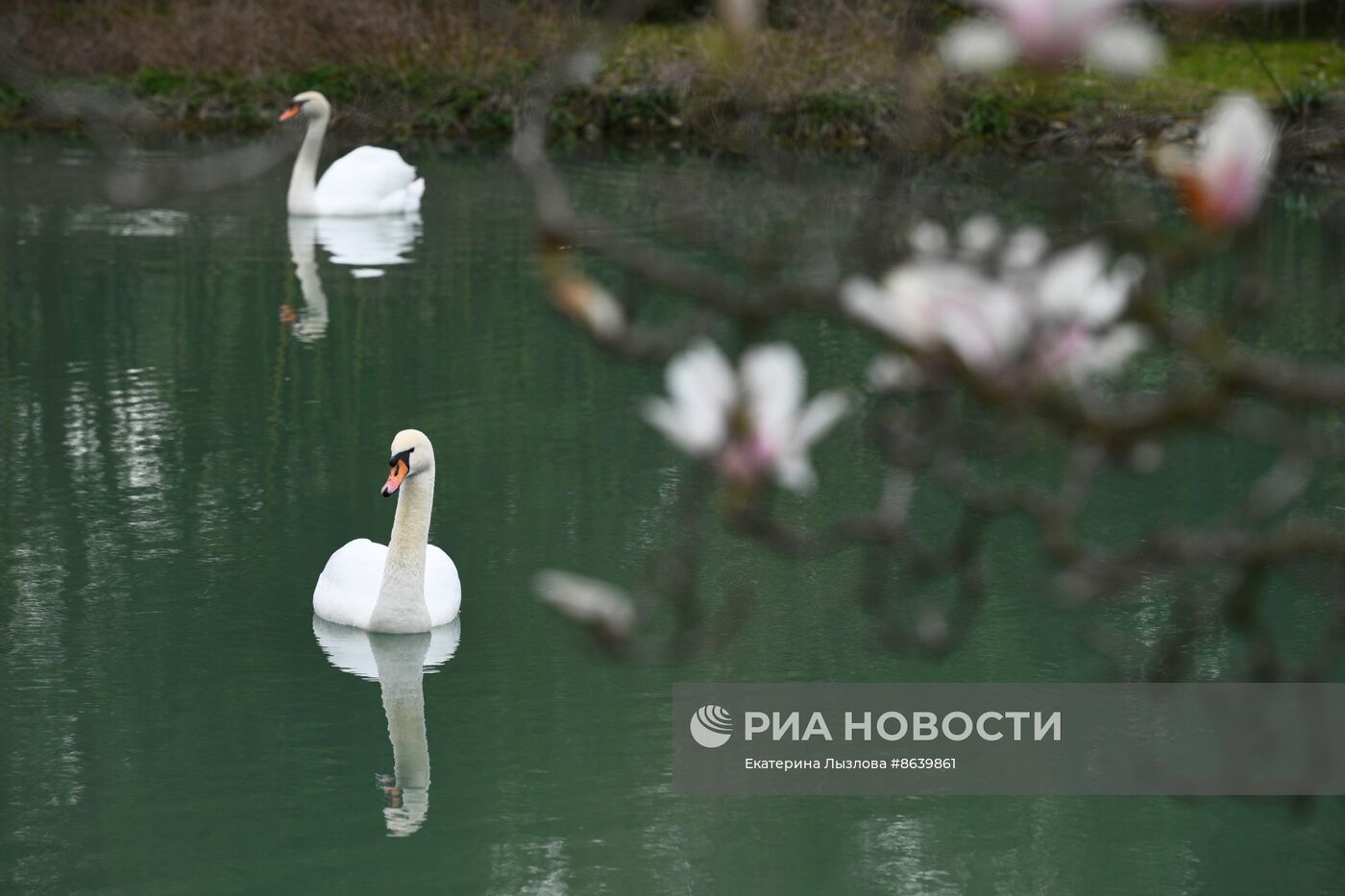 Цветение весенних растений в Сочи