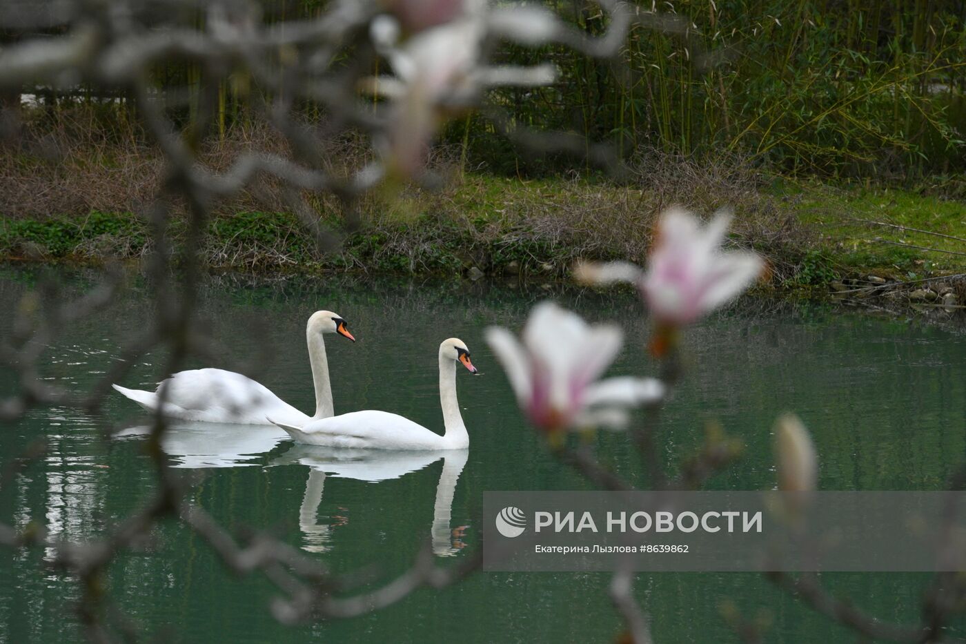 Цветение весенних растений в Сочи