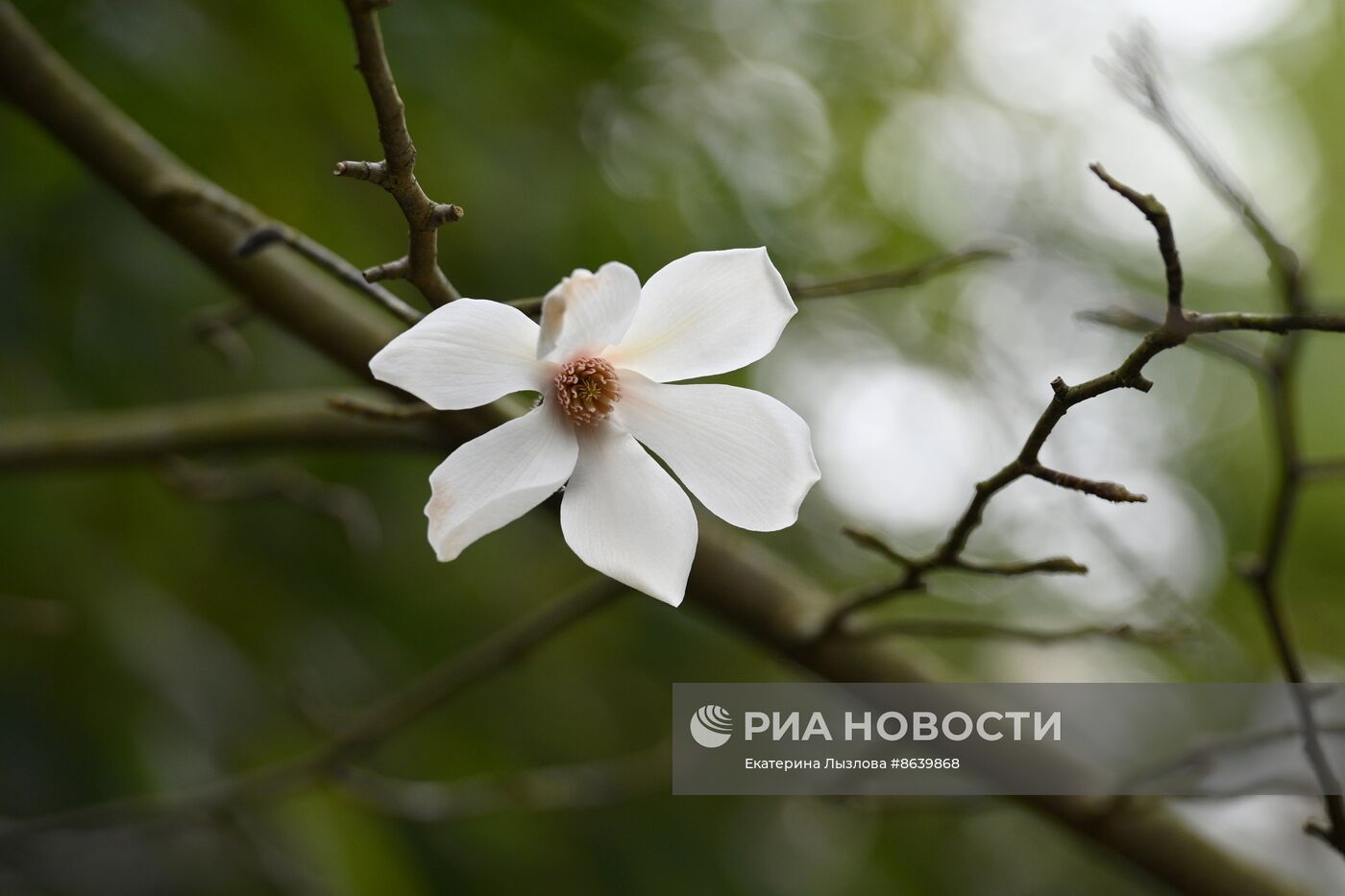 Цветение весенних растений в Сочи