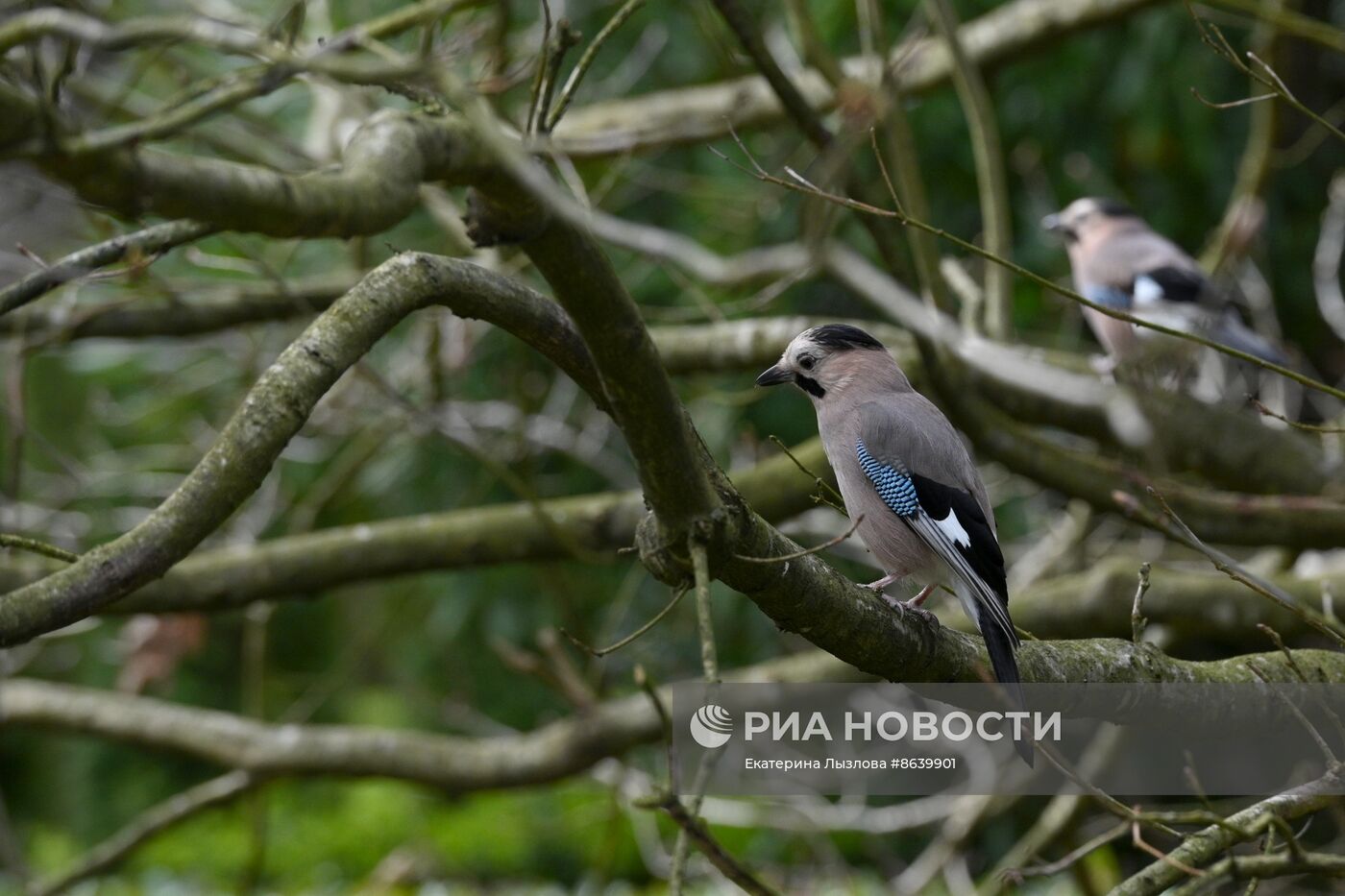 Цветение весенних растений в Сочи