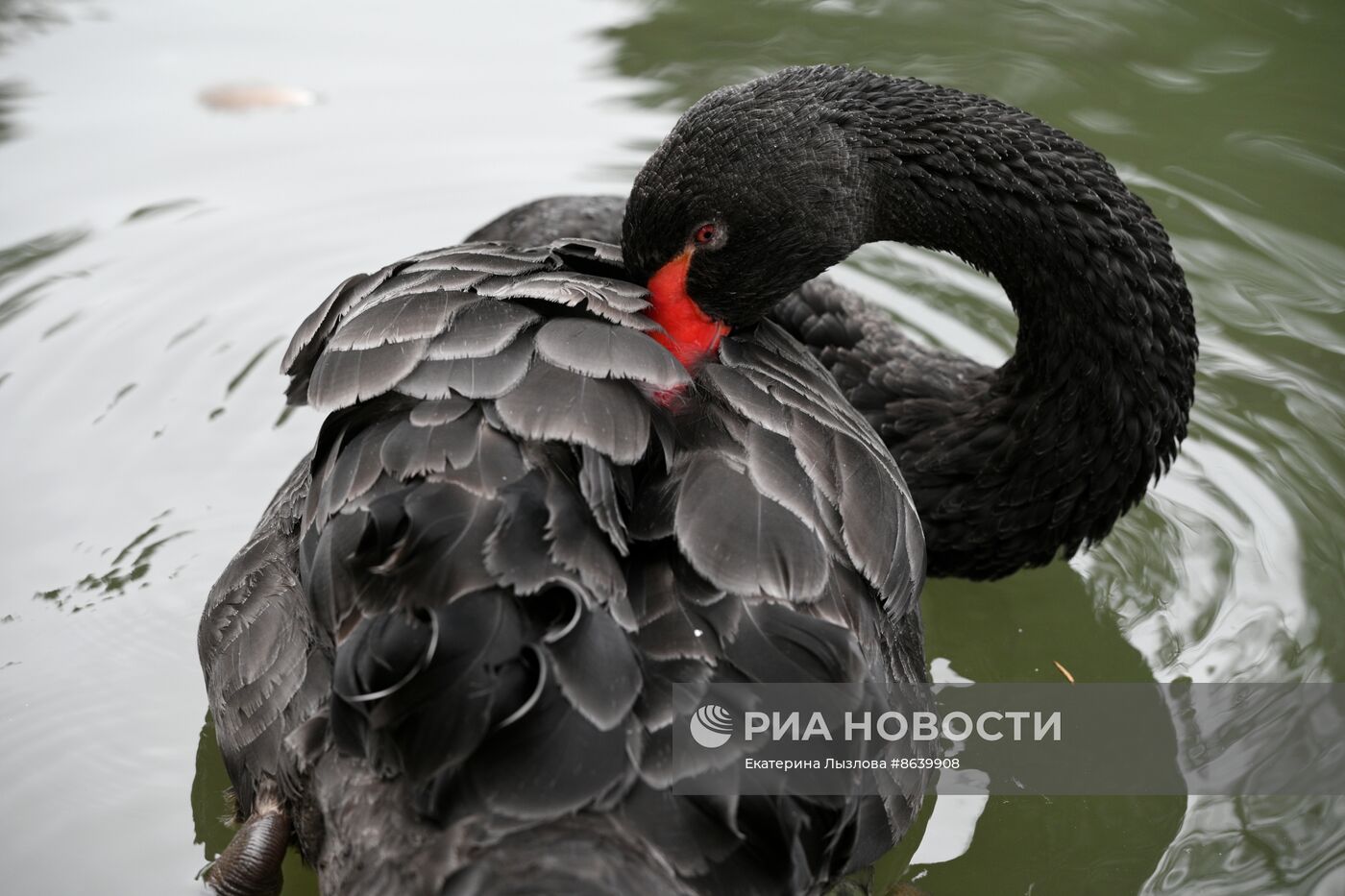 Цветение весенних растений в Сочи