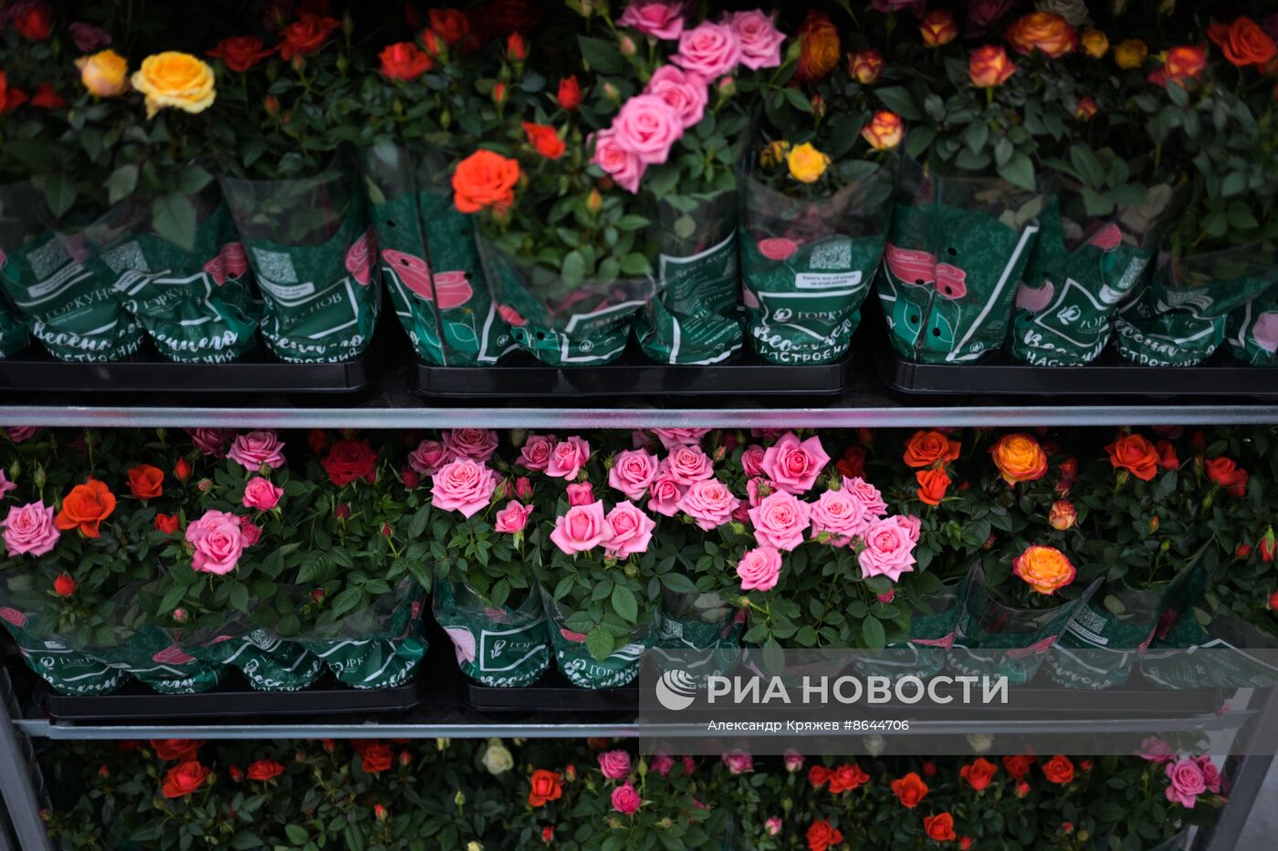 Открытие роботизированного комплекса по выращиванию горшечной розы в Новосибирской области