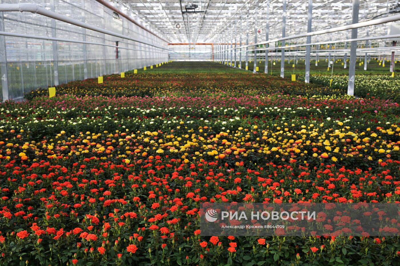Открытие роботизированного комплекса по выращиванию горшечной розы в Новосибирской области