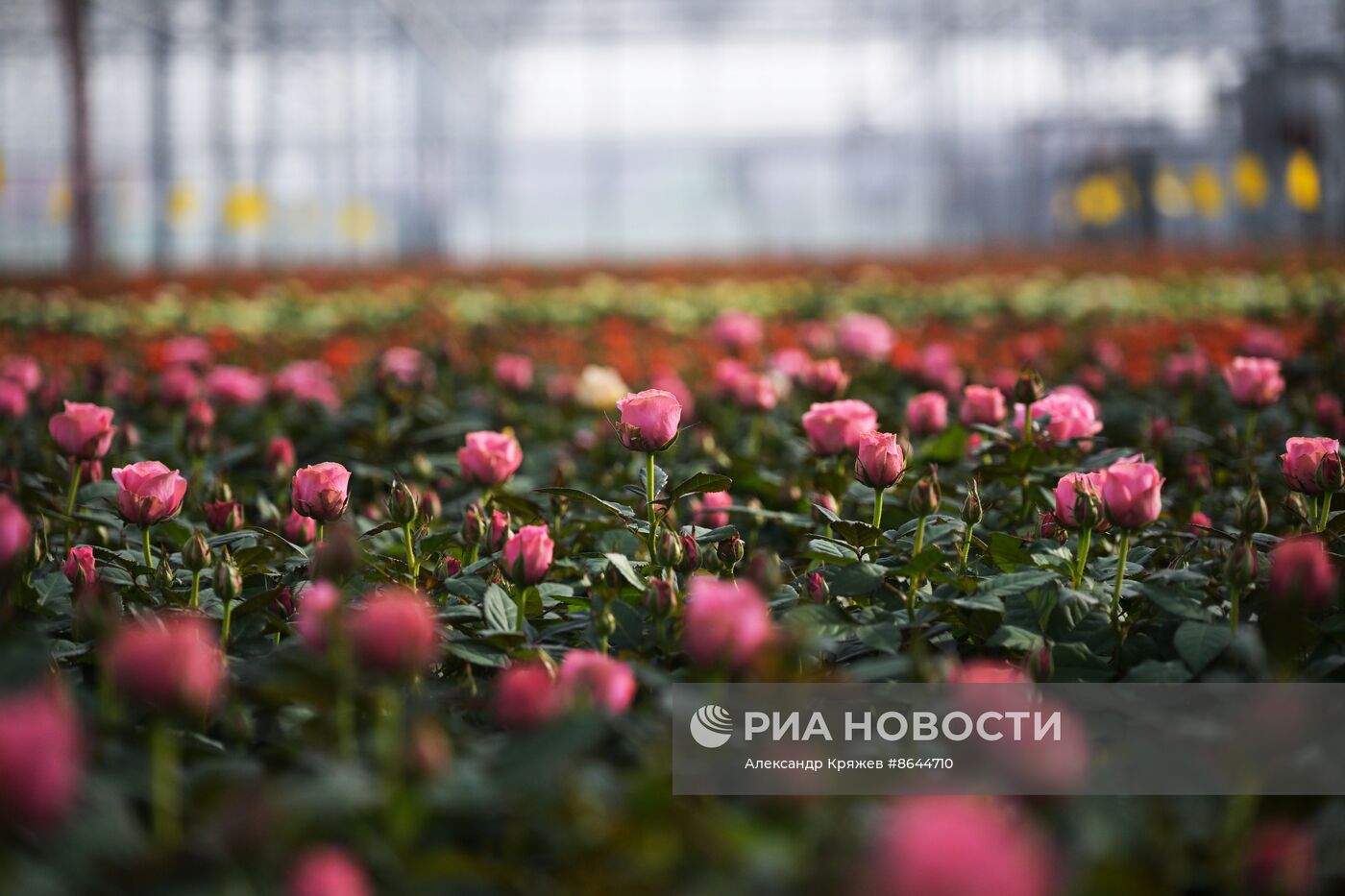 Открытие роботизированного комплекса по выращиванию горшечной розы в Новосибирской области